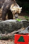 SYDNEY, AUSTRALIA - DECEMBER 20: A Kodiak bea... SYDNEY, AUSTRALIA - DECEMBER 20: A Kodiak bea...
